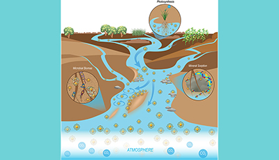 carbon cycling in soils is analogous to the movement of water in a river delta system
