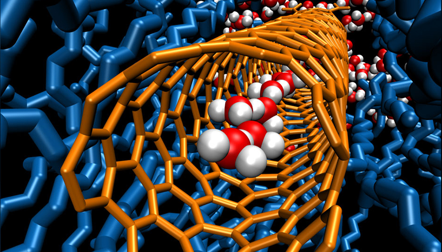A single chain of water molecules lines the cavity inside a carbon nanotube porin, which is embedded in a lipid bilayer.